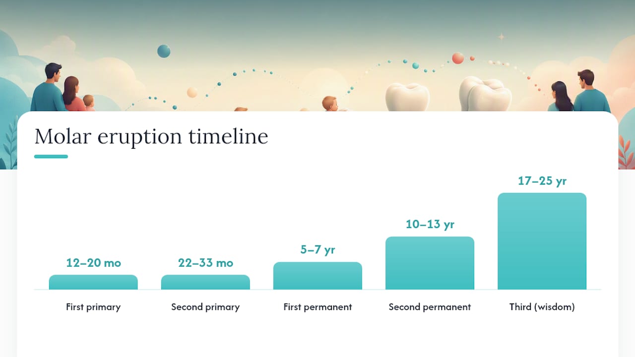 Timeline showing four molar eruption waves